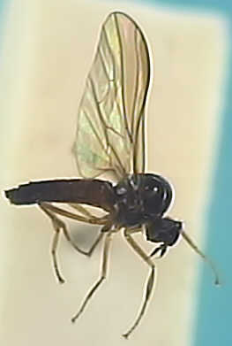 Rhamphomyia hybotina